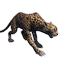 Taxidermied Jaguar