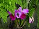 Longwood Gardens Pennsylvania 64.jpg