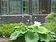 Longwood Gardens Pennsylvania 84.jpg