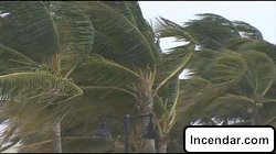 Falling palm tree kills woman in hammock in Florida