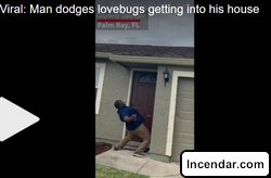 Florida man dodges lovebugs trying to get into his house