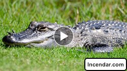 Florida man escapes alligator by punching it in the face while searching for golf balls