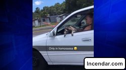 Pet raccoon seen hanging out of car near Central Florida